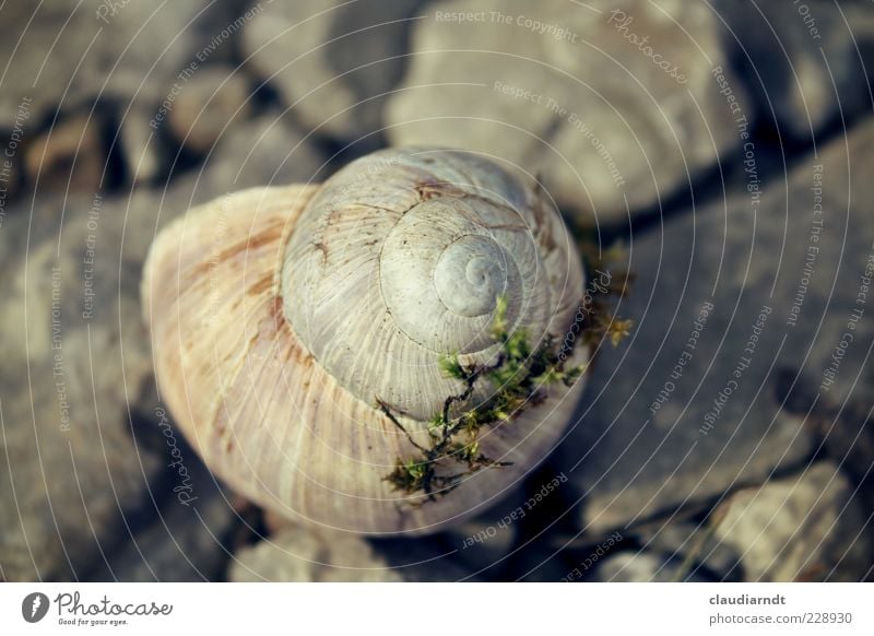 home Environment Nature Animal Moss Snail 1 Slimy Gray Snail shell Stone Spiral Loneliness Hiding place Calm Inhabited Subdued colour Close-up Detail Deserted