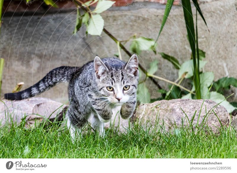 offensive Environment Nature Animal Grass Garden Pet Cat 1 Baby animal Stone Observe Discover Catch Flying Hunting Playing Athletic Success Natural Power