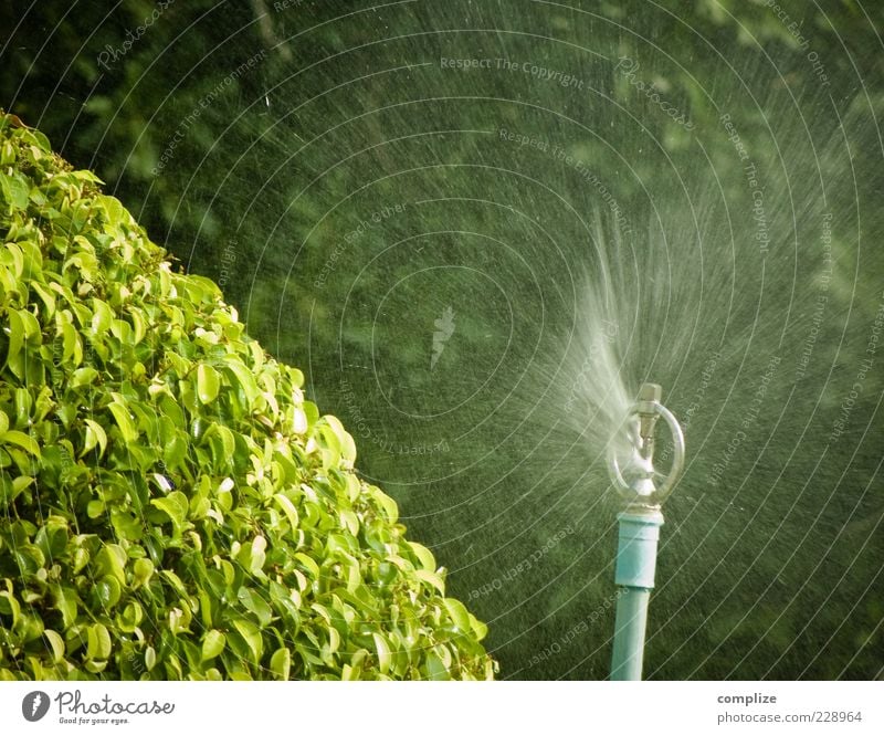 SHARP! Plant Tree Bushes Foliage plant Water Fresh Green Lawn sprinkler Blow up Cast Drops of water Jet of water Swirl Inject Splash of water Colour photo