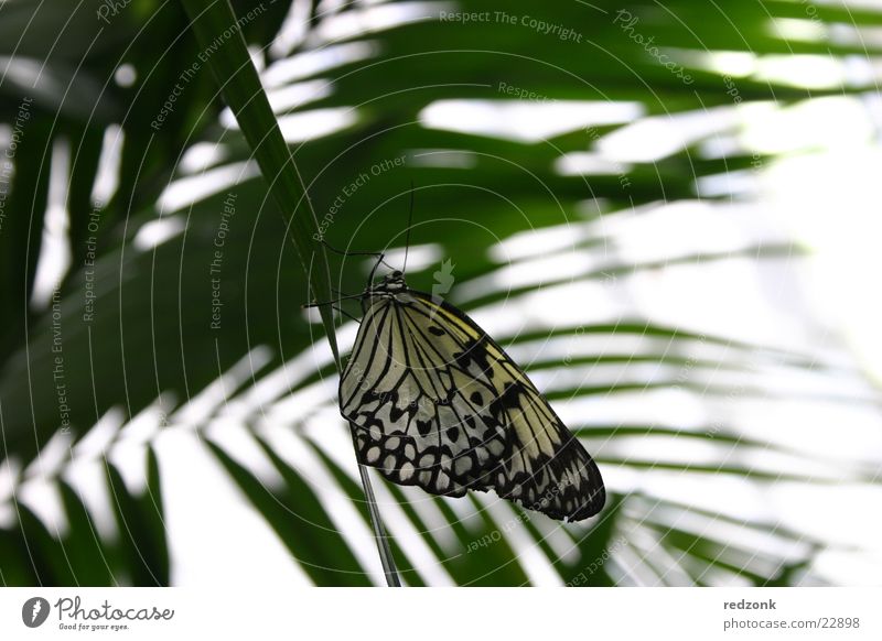 butterfly Butterfly Spotted Leaf Palm tree Calm Relaxation Nature Macro (Extreme close-up) Close-up Detail Free