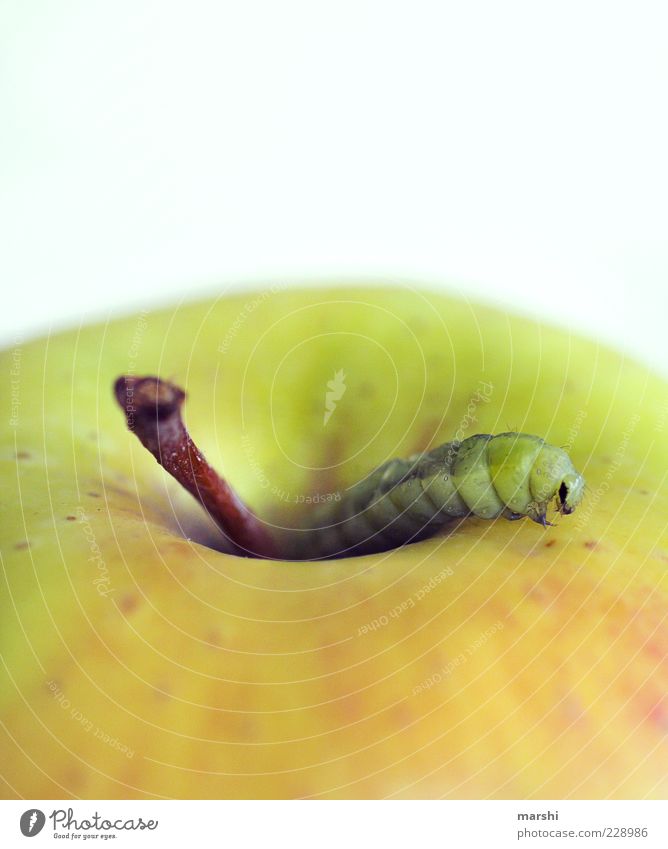 There's the worm inside. Food Fruit Apple Nutrition Organic produce Animal 1 Green Disgust Stalk Appetite Foraging Colour photo Caterpillar To feed