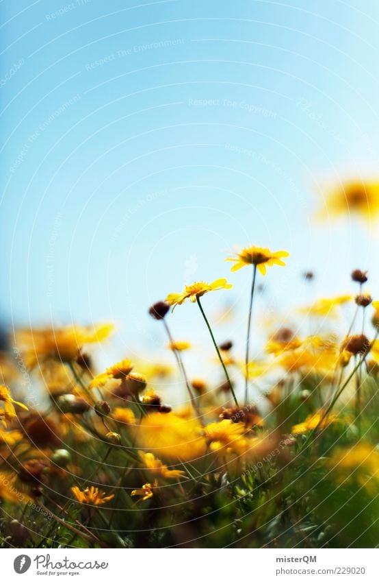 Yellow Sunshine. Environment Nature Plant Esthetic Contentment Calm Flower Flower meadow Blossoming Green pastures Meadow Summer Beautiful weather Yellow-gold