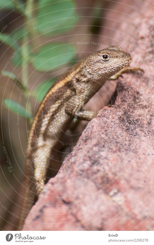 Lizard Stands on Rock and Looks at Camera Close Up Design Joy Beautiful Face Adventure Hiking Nature Animal Wild animal Animal face Scales 1 Observe Discover