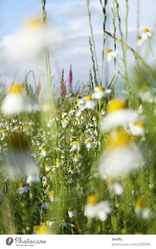 Summer, come soon - blooming summer meadow with camomile flowers Chamomile Camomile blossom Fragrance Camomile scent Meadow Meadow flower Summerflower luscious