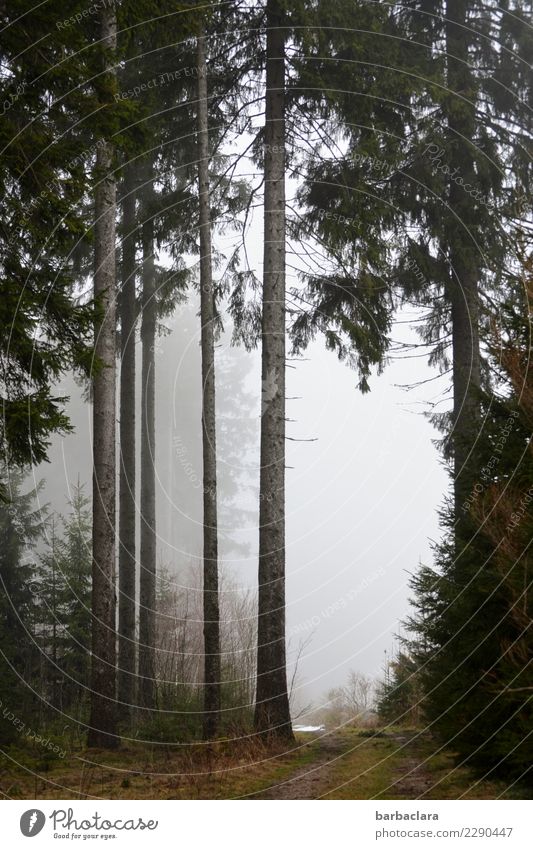 End of winter in the Black Forest Hiking Landscape Elements Winter Climate Fog Snow Tree Lanes & trails Tall Cold Moody Relaxation Leisure and hobbies Nature