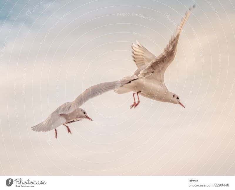 Gulls flying by Relaxation Environment Nature Air Sky Clouds Climate Coast Aviation Animal Bird Seagull 2 Sign Observe Flying Infinity Uniqueness White Emotions