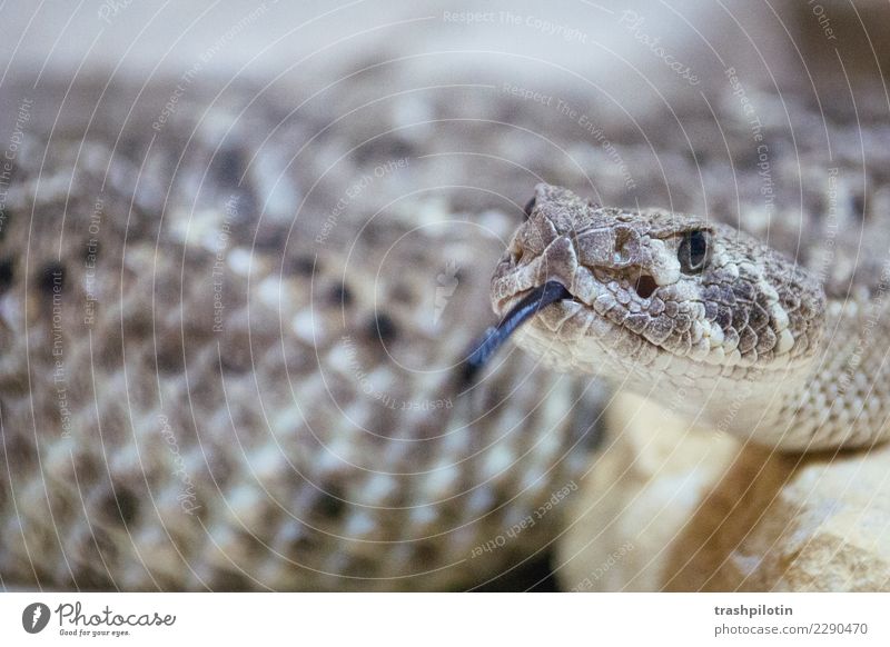 snake Animal Wild animal Snake 1 Rebellious Brown Protection "Pattern," Tongue Rattle snakes snake pattern Colour photo Detail Deserted Blur Animal portrait