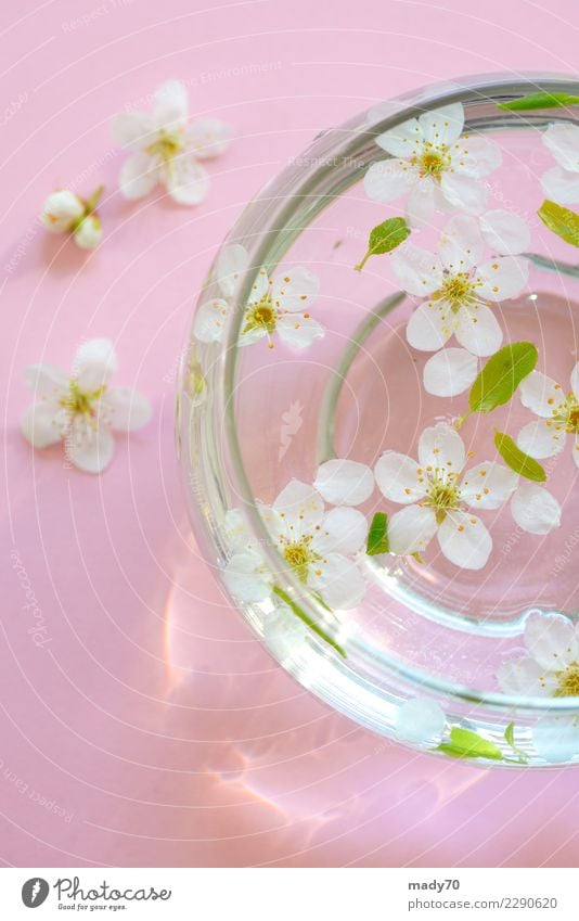 Spring white flowers in bowl of water Bowl Medical treatment Wellness Harmonious Relaxation Meditation Spa Massage Sauna Vacation & Travel Summer Mother's Day