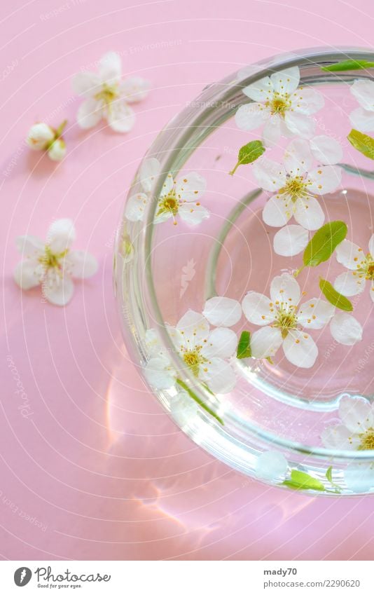 Spring White Flowers In Bowl Of Water A Royalty Free Stock Photo From Photocase