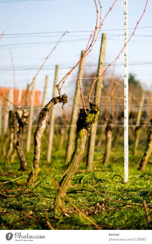 Old vines Environment Nature Landscape Plant Sunlight Beautiful weather Grass Agricultural crop Vine Growth Green Wine growing Colour photo Exterior shot