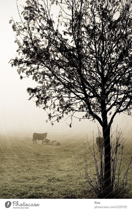 hang out II Environment Nature Landscape Autumn Bad weather Fog Ice Frost Plant Tree Bushes Leaf Meadow Field Hill Animal Cow 3 Herd Cold Wet Gloomy Grass
