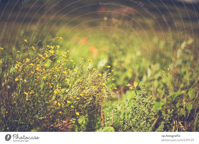 anticipation Nature Plant Sunlight Summer Beautiful weather Grass Bushes Blossom Foliage plant Wild plant Meadow Blossoming Faded Growth Natural Green Habitat