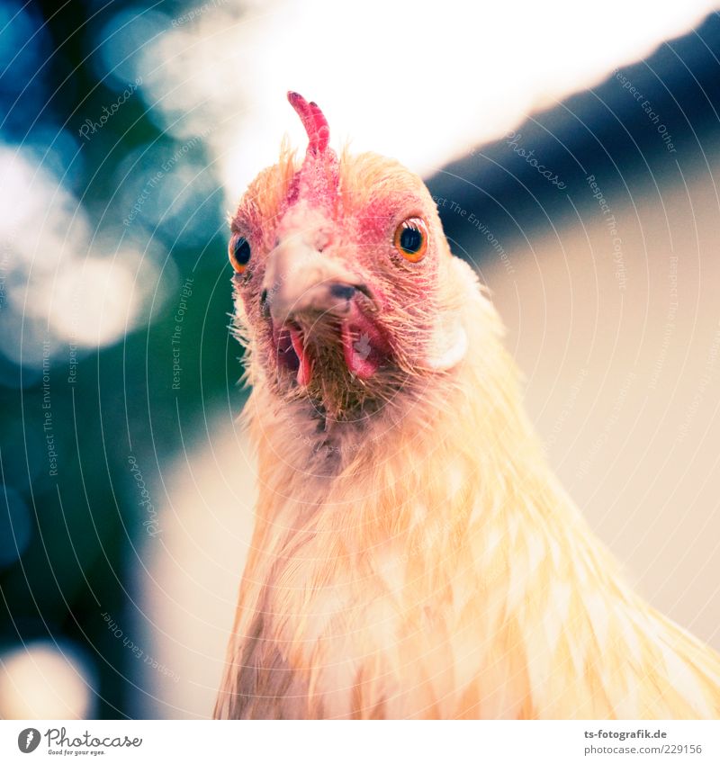 What now, chicken midget? IV Animal Farm animal Animal face 1 Natural Curiosity Cute Yellow Pink Red Barn fowl Beak Feather Eyes Rooster Love of animals Nature