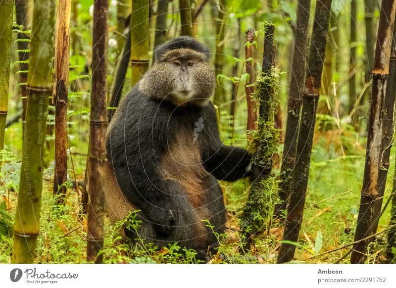 Rwandan golden monkey sitting in the middle of bamboo forest Face Baby Nature Plant Animal Summer Park Forest Pet Cute Wild Gold Black Colour animals Apes