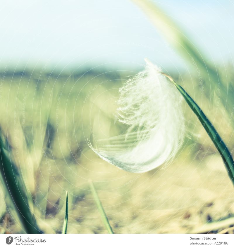 as light as a feather Plant Grass Garden Esthetic Contentment Feather Easy Meadow Ground Delicate Pennate Soft White Smooth Peace Multicoloured Exterior shot