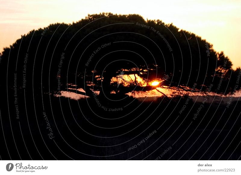mimicking the tree trunk Sunset Back-light Tree Spain Black Loneliness Dark Fiery Hot Contrast Nature Evening Blaze