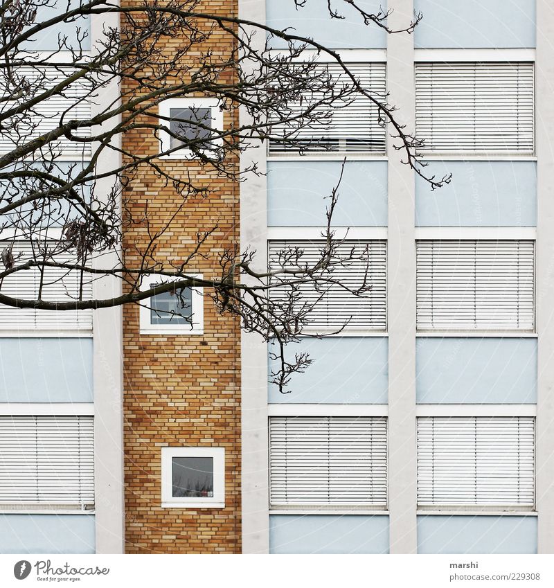 Shop tight Town House (Residential Structure) Wall (barrier) Wall (building) Window Blue Brown White Tree Branch Roller shutter Facade Closed Colour photo