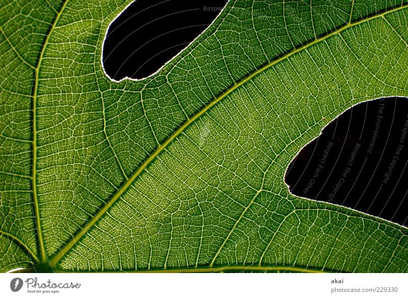 The sheet 34 Nature Plant Leaf Green Black Fig leaf Structures and shapes Colour photo Studio shot Detail Flash photo Rachis Leaf green Deserted 1