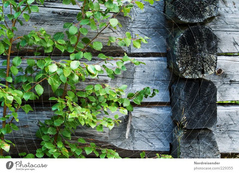 Free of additives Nature Plant Hut Wood Growth Old Sustainability Natural Dry Green Loneliness Wooden house Birch tree Colour photo Subdued colour Exterior shot