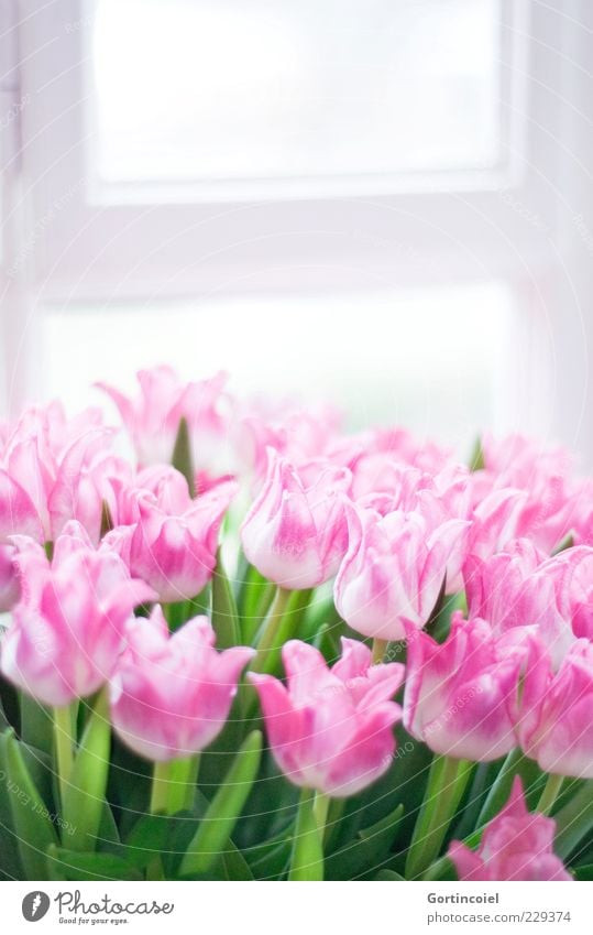Welcome to the Spring Flower Tulip Blossom Happiness Fresh Happy Green Pink Bouquet tulips Tulip blossom Window Spring flower Colour photo Multicoloured
