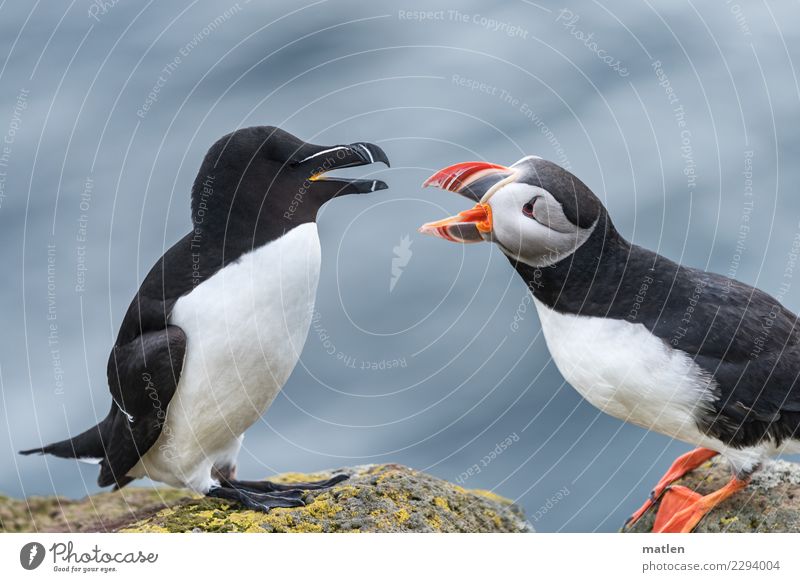 migratory pressure Animal Wild animal Bird 2 Argument Near Blue Brown Yellow Orange Red Black White Stress Animosity Aggression disput Migration Puffin