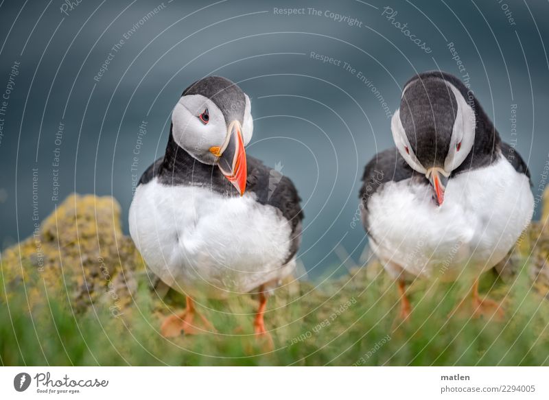 DUO Nature Plant Animal Spring Grass Rock Wild animal Bird Animal face 2 Together Blue Yellow Red Black White Puffin Cleaning latrabjard Iceland Colour photo