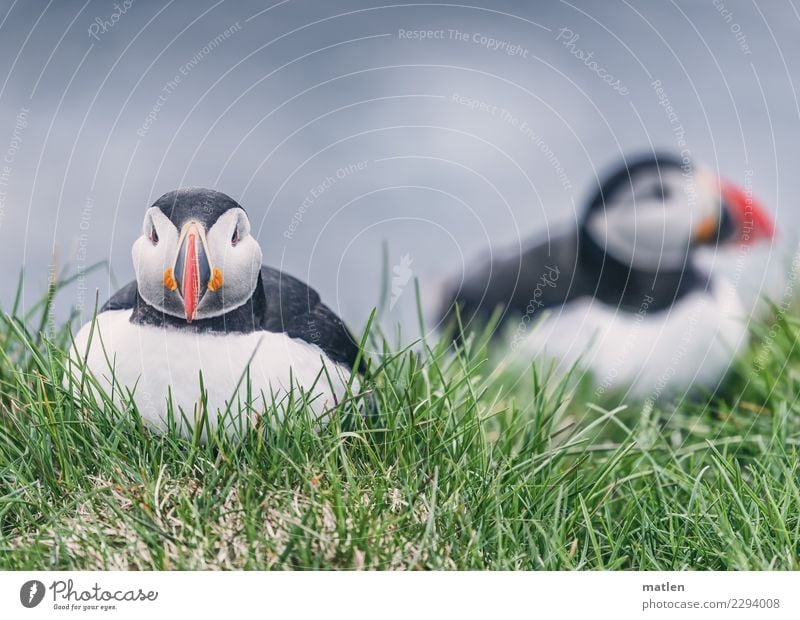 sitting out Grass Fjord Animal Wild animal Bird 2 Sit Cute Blue Green Red Black White Puffin sit out Cliff Colour photo Exterior shot Close-up Deserted