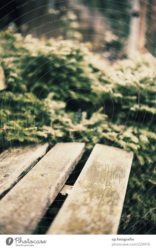 End of the road Plant Sunlight Bushes Brown Green Park bench Bench Day Shallow depth of field Wooden bench Empty Deserted Blur