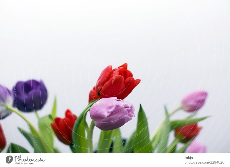 a tulip picture Spring Flower Tulip Blossom Bouquet Blossoming Authentic Fresh Natural Green Violet Pink Red Moody Free space Spring flower Spring fever