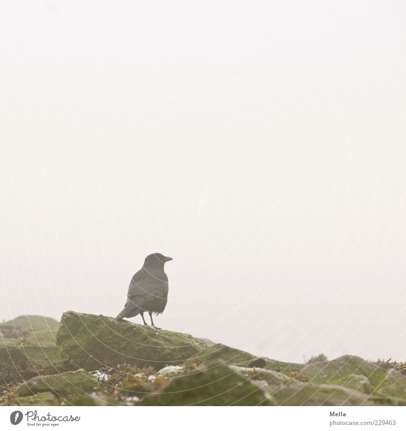 waiting Environment Nature Fog Rock Animal Bird Crow 1 Stone Stand Free Natural Gloomy Gray Calm Colour photo Subdued colour Exterior shot Deserted