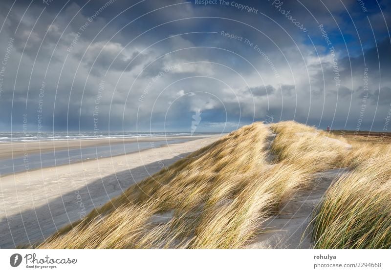 view from sand dune on North sea beach, Texel, Netherlands Beautiful Vacation & Travel Beach Ocean Nature Landscape Sand Sky Clouds Horizon Grass Hill Waves