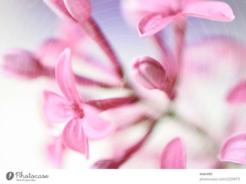 A hint of spring Nature Plant Blossom Pink Lilac Blossoming Flower stem Blur Spring Spring flower Exterior shot Detail Macro (Extreme close-up) Deserted Calyx