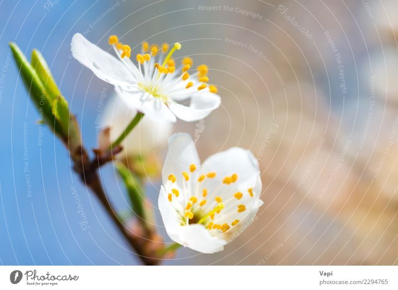 Spring blossoming white spring flowers on a plum tree Apple Beautiful Garden Gardening Environment Nature Plant Air Sky Sunlight Tree Flower Leaf Blossom