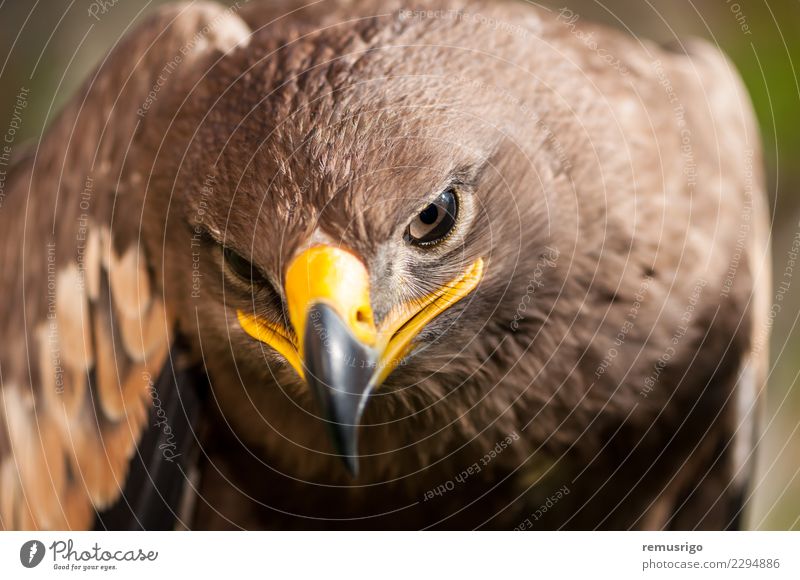 Close-up of a Steppe Eagle Hunting Nature Animal Bird Beautiful Wild Brown accipitriformes Beak Carnivore chordata Living thing endangered falconry Feather fly