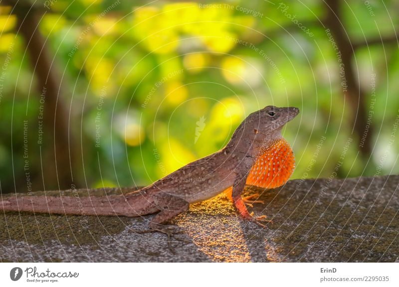 Anole Lizard Profile with Dewlap Extended Glowing in Sunlight Beautiful Skin Feet Nature Animal Virgin forest Threat Bright Small Natural Green lizard Reptiles