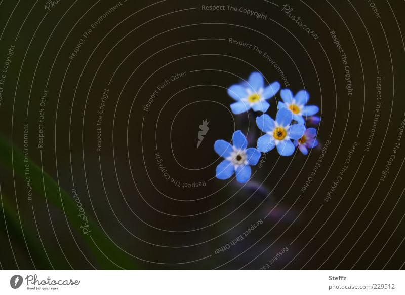 just forget-me-nots Forget-me-not Decent romantic Blossom Wild plant Blue Romance blossom ornamental spring flowers blue flowers naturally light blue May