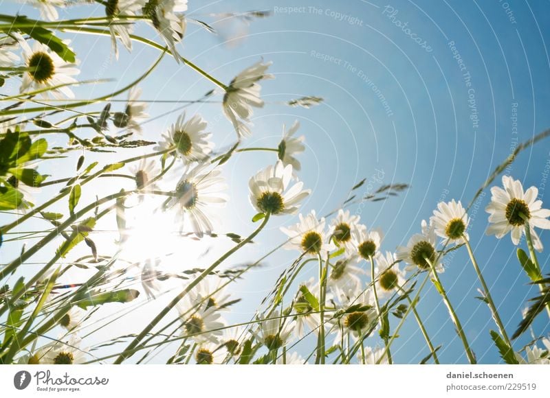 let the sun shine ... Plant Sky Cloudless sky Sun Sunlight Spring Summer Beautiful weather Flower Grass Blossom Meadow Blue White Marguerite Flower meadow Light