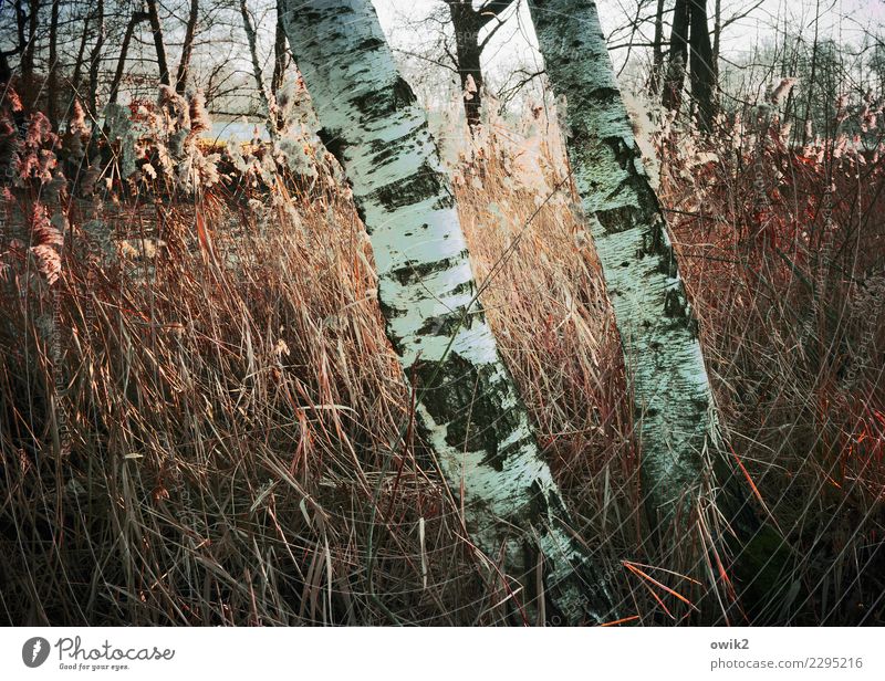 through thick and thin Environment Nature Landscape Plant Beautiful weather Birch tree Tree trunk Tree structure Birch bark Reeds Blade of grass Wood Stand