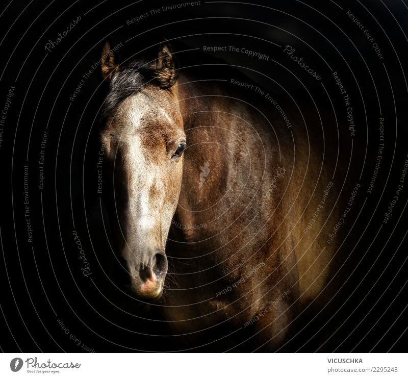 Horse head portrait on dark background Style Design Animal 1 Horse's head thoroughbred Arabian Stable Colour photo Interior shot Copy Space middle