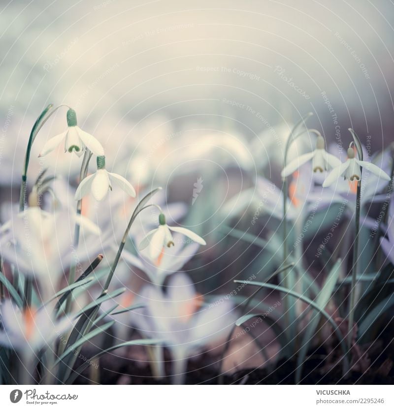 Spring flowers Nature Design Garden Plant Beautiful weather Fog Flower Leaf Blossom Park Meadow Field Blossoming Background picture Snowdrop Crocus Close-up