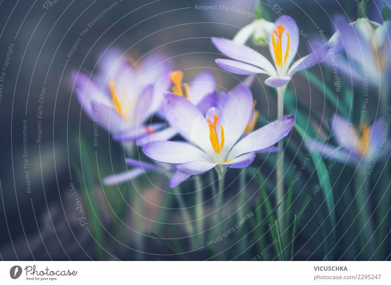 Crocuses close-up Lifestyle Nature Plant Spring Flower Leaf Blossom Garden Park Yellow Close-up Colour photo Exterior shot Macro (Extreme close-up)