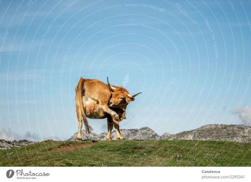 Body care, cow on the mountain pasture scratching her hind leg Landscape Cloudless sky Summer Beautiful weather Grass Meadow Mountain Peak Alpine pasture Cow