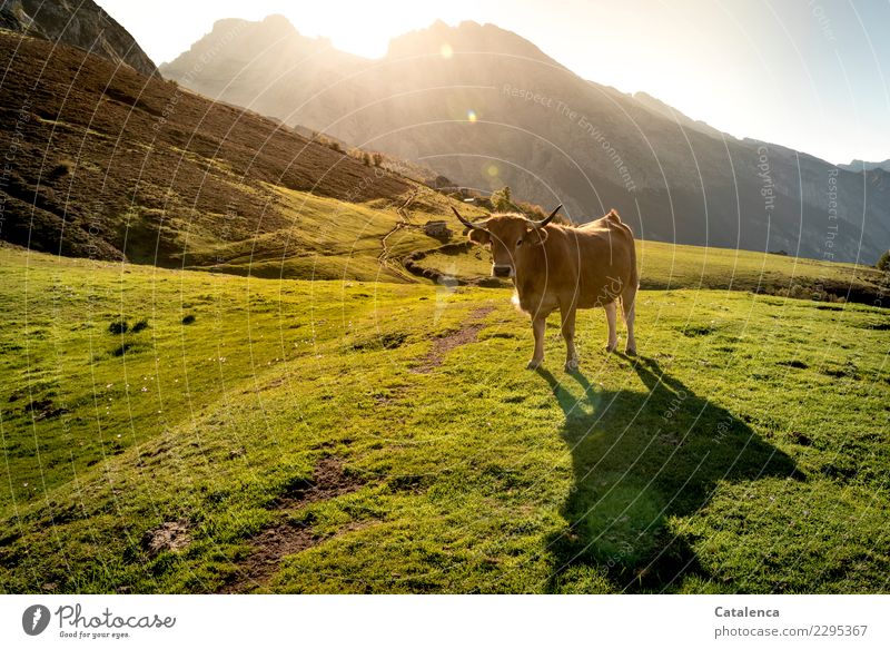 Light bath, cow in the light of the evening sun Nature Landscape Summer Beautiful weather Grass Bushes Meadow Rock Mountain Lanes & trails Farm animal Cow 1