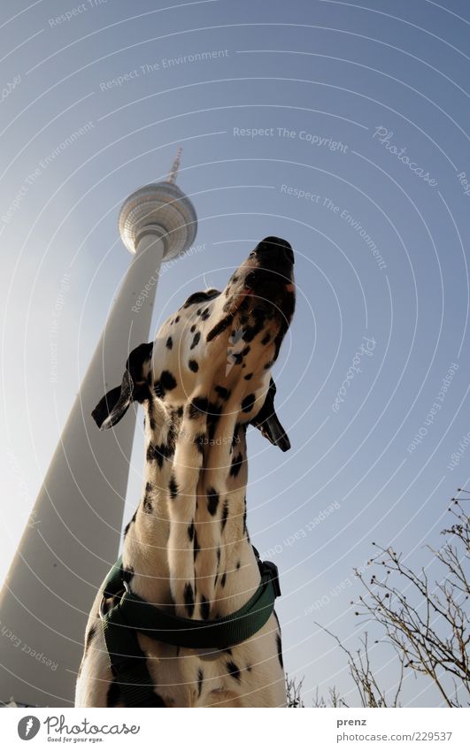 television tower Animal Air Sky Cloudless sky Town Capital city Deserted Tower Architecture Pet Dog 1 Blue Black White Dalmatian Head Ear Dog collar Tall