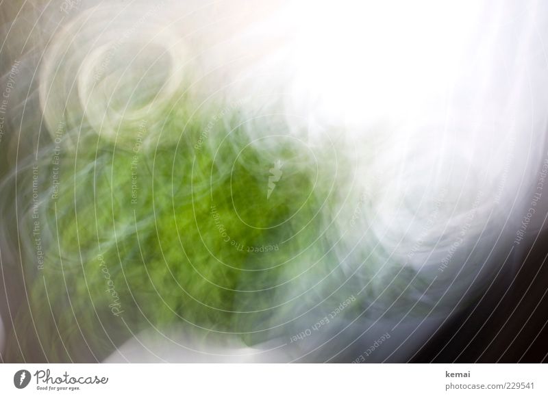 Green Homage Plant Pot plant Window board Curtain Growth Bright Wild White Muddled Long exposure Colour photo Interior shot Abstract Day Light Contrast Blur