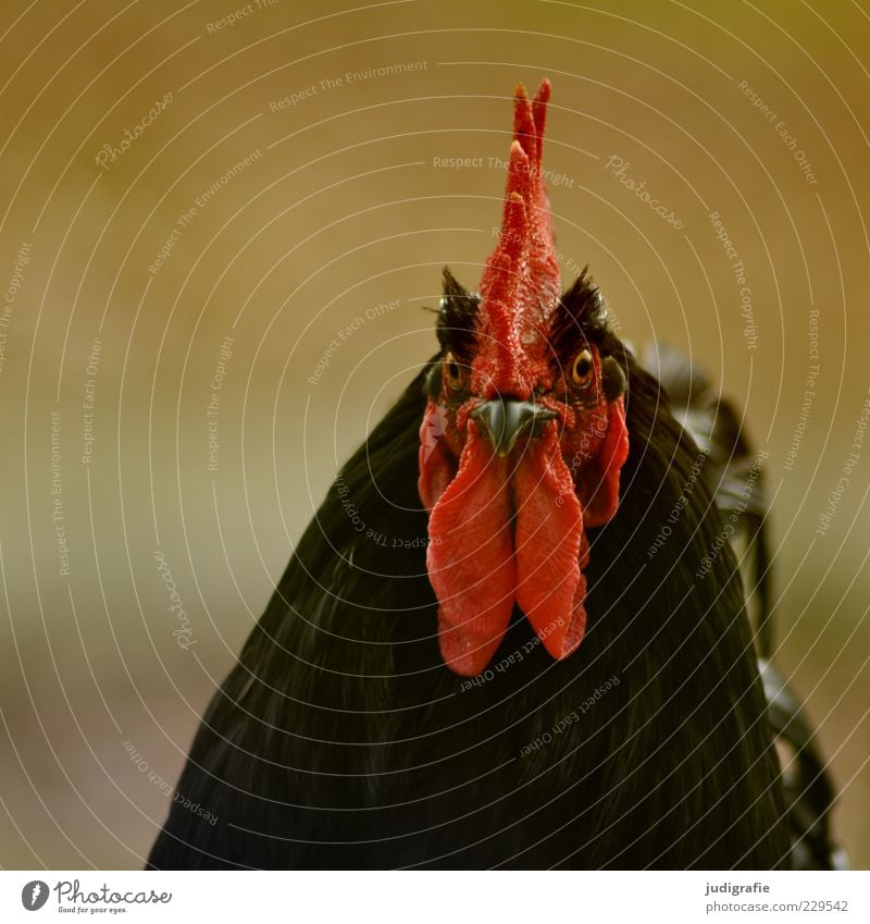 cock Animal Farm animal Animal face Rooster 1 Red Pride Cockscomb Beak Plumed Colour photo Exterior shot Day Animal portrait Looking Looking into the camera