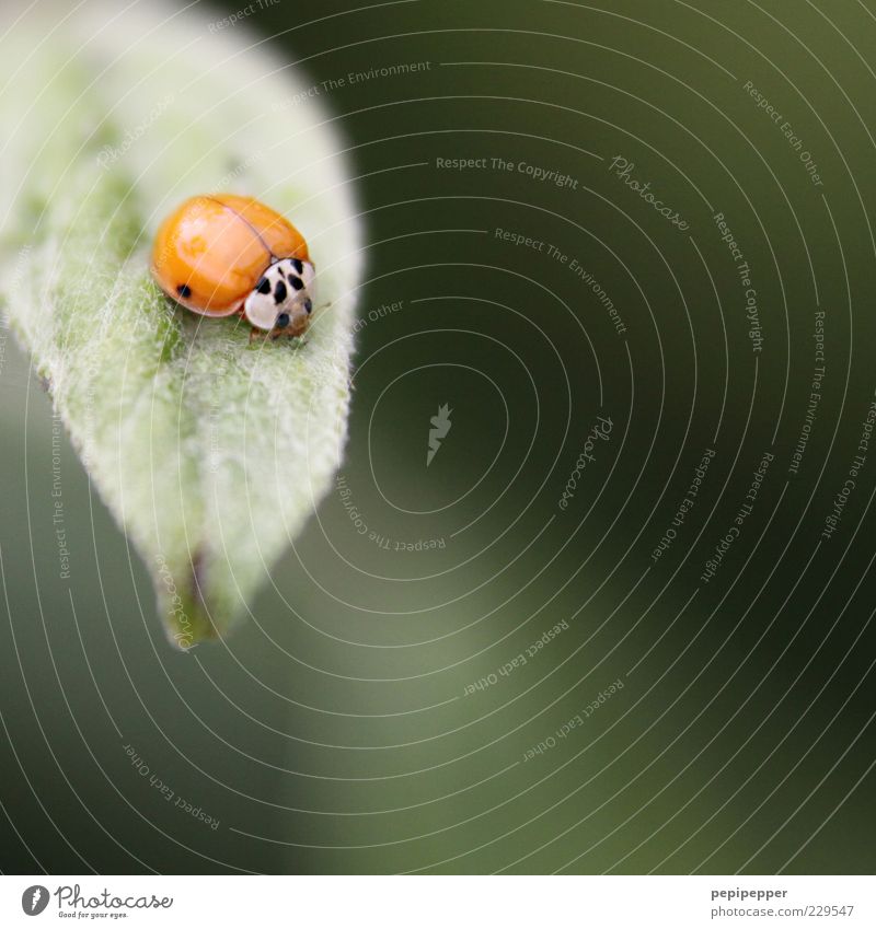 the points have to be earned first Plant Leaf Animal Farm animal Beetle 1 To feed Green Red Ladybird Colour photo Exterior shot Close-up Detail