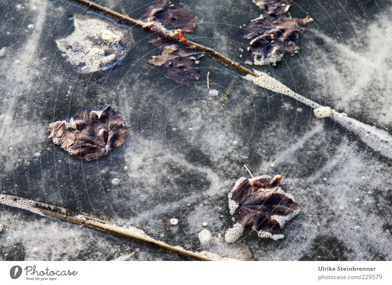 Plant parts frozen in the ice of the lake Nature Water Winter Ice Frost Leaf Lakeside Pond Freeze Wait Cold pretty Stagnating Frozen surface Oxygen