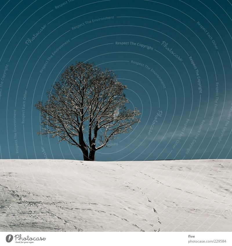 loneliness / subsequent contribution Environment Nature Sky Cloudless sky Winter Beautiful weather Snow Plant Tree Hill Old Cold Blue White Moody Power
