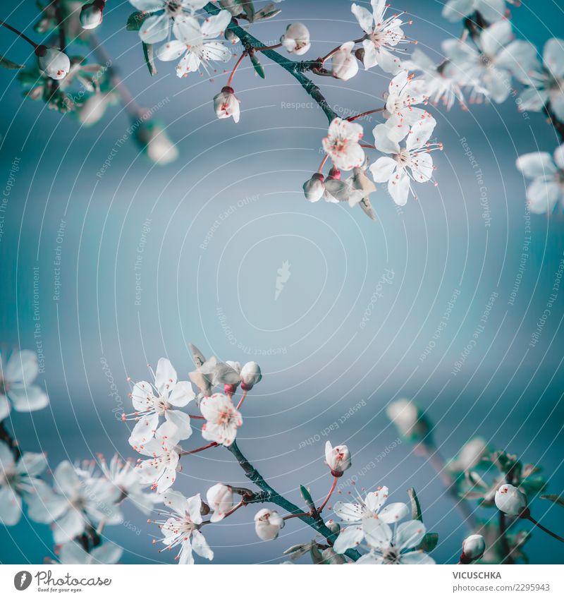 White cherry blossom on blue Design Garden Nature Plant Spring Beautiful weather Flower Bushes Leaf Blossom Park Background picture Cherry blossom Blue